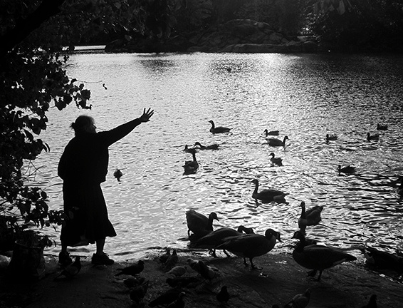 Feeding Swans, Central Part